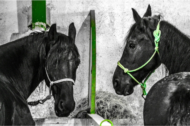 caballos en las caballerizas reales de Córdoba