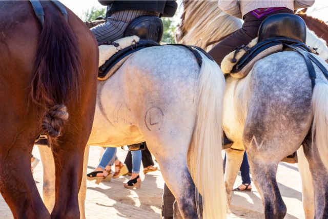 caballos y jinetes en Córdoba