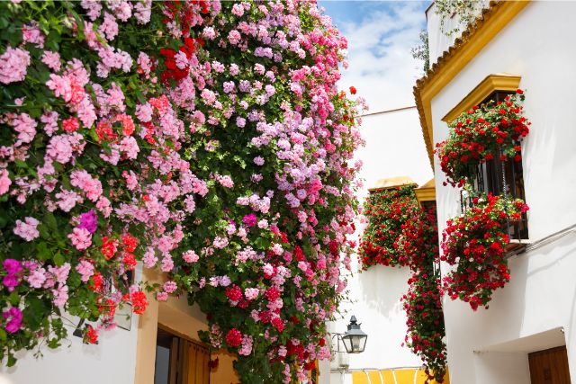 patio en San Basilio, Córdoba