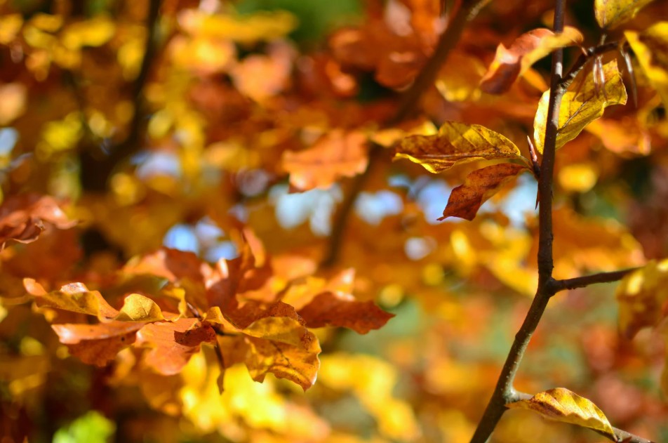 Córdoba en otoño